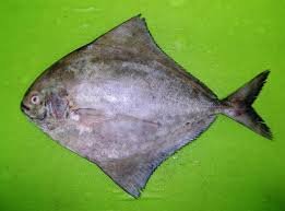 Black Pomfret Fish